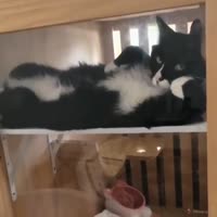 1729723272403510.webm