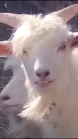 1747600519442.mp4