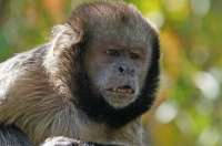 1695394592animals-pibig-info-p-obezyana-porodi-kaputsin-pinterest-11.jpg