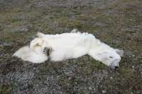 o-NORWEGIAN-BEAR-DEAD-facebook-636399635.jpg