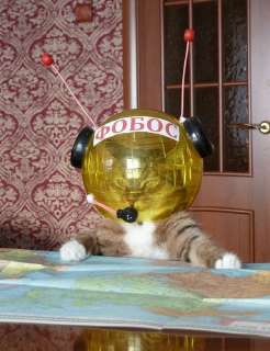 котэ-живность-космос.jpeg