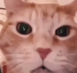 .mp4