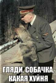 original-gljadi-sobachka-kakaja-xuj.jpg