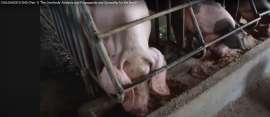 pigsfarm.png
