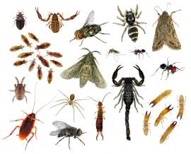 Why-Pests-Want-Inside-Your-Home.jpg