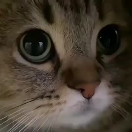 17517919925590.mp4
