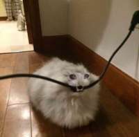 image.jpeg