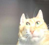 image.jpeg