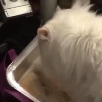 purrpurrclub787981031544948659194515937167882482922877n.mp4