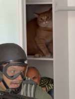 котэ-гифки-бесоебие-cats-5576092.png