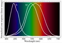 Cone-fundamentals-with-srgb-spectrum.svg.png