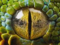 At-animalseyestease.nbcnews-ux-1024-900.webp