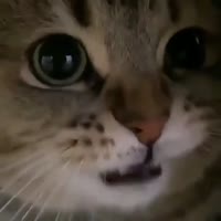 .mp4