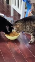 16047431401750.mp4