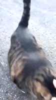 BuffCat.webm