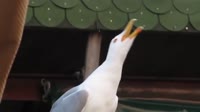 17254406989340.mp4