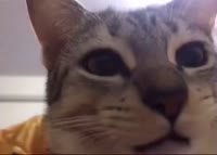 17478326103050.webm