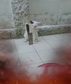 17473612575940.mp4
