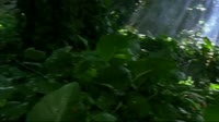 Lost  Brother Compilation.mp4