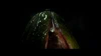 Alien Earth Official Trailer FX.00014610.Still015.jpg