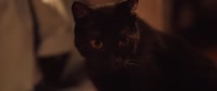 игорь как так.webm