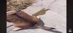 lastofdog.mp4