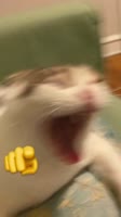 .mp4