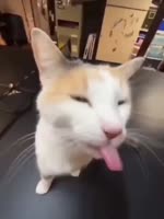 😻😻😻.mp4