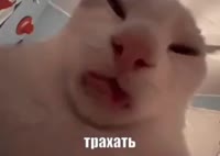 трахать.mp4