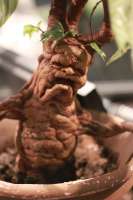 a10a8b368491375f910b4cb5b9ced29--mandrake-harry-potter-stuff.jpg