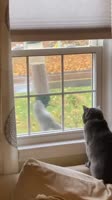 .mp4