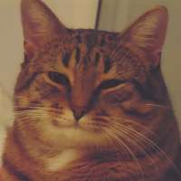 koshka2.webp
