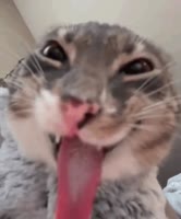 😸😸😸.mp4