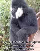 Гнездилов триггернулся.webm