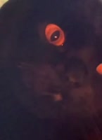 16639222812340.mp4