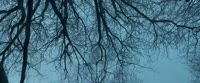 кущеря.webm
