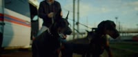 анну бля догхантеров на вас нет.webm