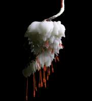 artificial-bloom-shy-studio-2.jpg