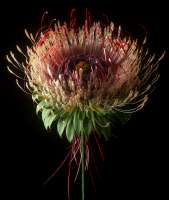 artificial-bloom-shy-studio-3.jpg