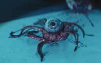 T.Ocellus.webp