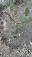 IMG20250517191801468.jpg