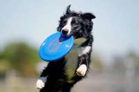 DogFrisbee4.jpg