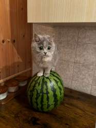 D51CEF5E-E9ED-428D-8EF0-F3FC843BB1E8.jpeg