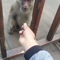 15895356718540.mp4