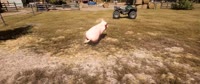 1585815973626.mp4