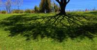 shadows-under-a-tree-two-lyle-crump.jpg