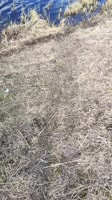 VID20200416152020(0).mp4