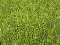 1200px-Grass-JW.jpg