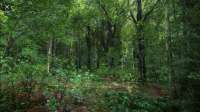 Screenshot2020-04-22 kingdom come deliverance nature – Goog[...].png