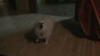 собака поёт дерьмо какоето из игры.webm